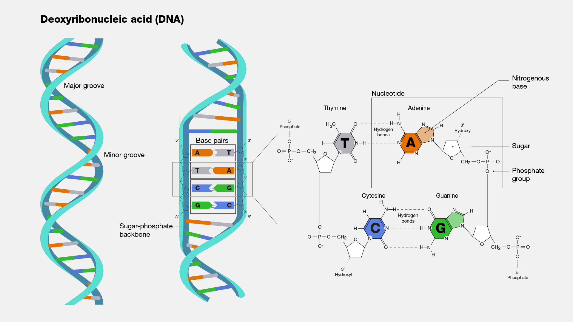 Dna・染色体・遺伝子の違いとは？本に例えて超わかる決定版解説