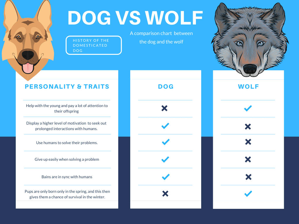 Similarities Between Dogs and Wolves