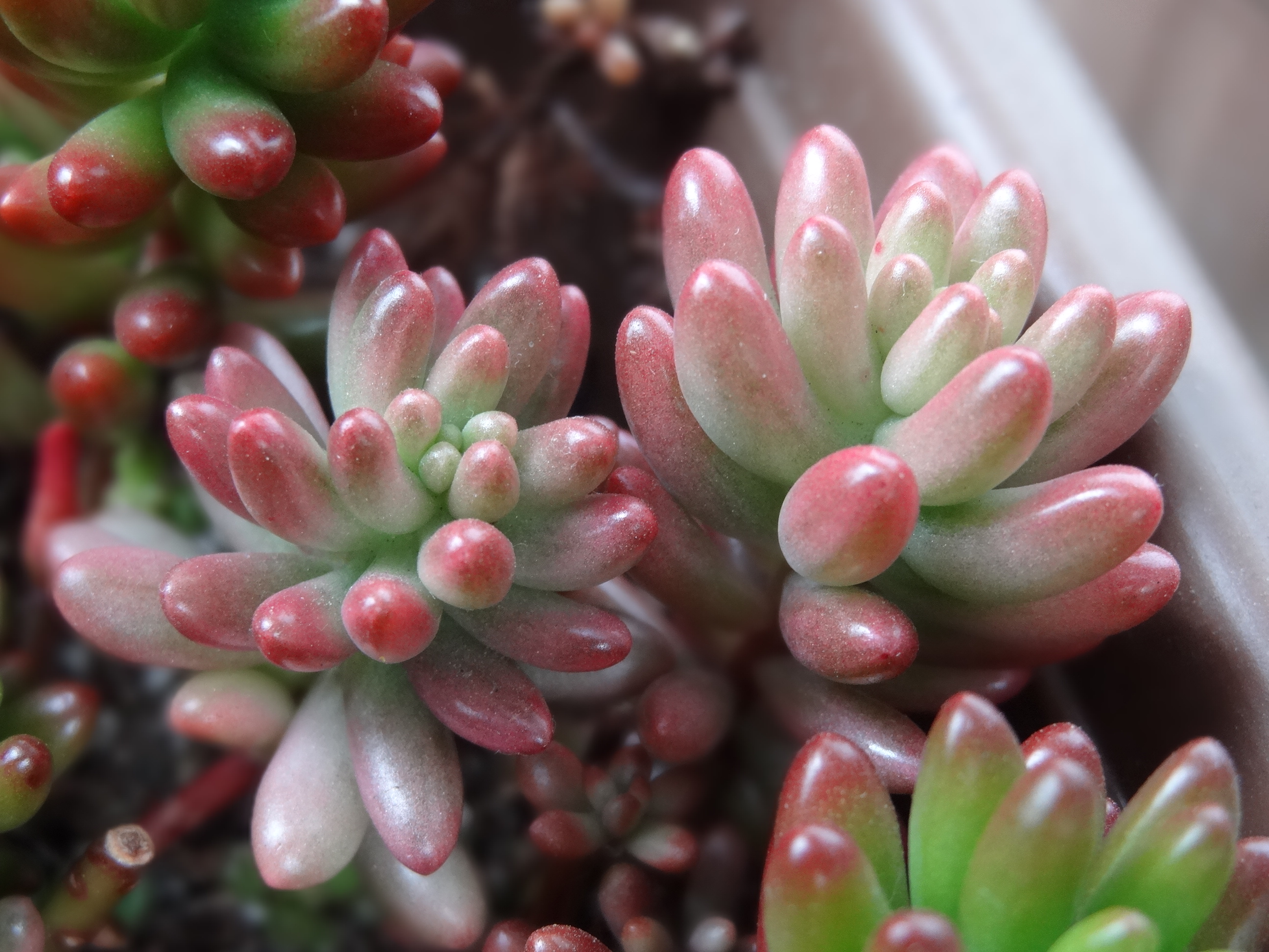 多肉植物オーロラの育て方完全版！ピンクに染まる紅葉と増やし方の極意