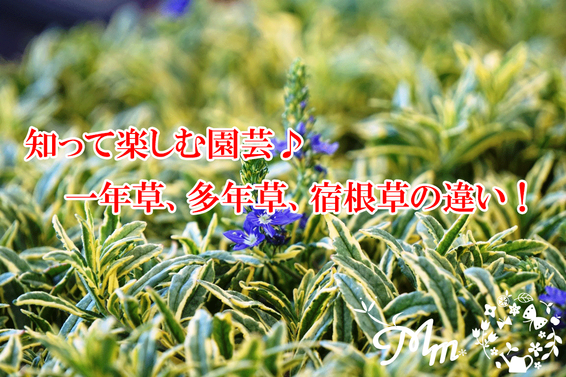 多年草とは？一年草・宿根草との違いや植えっぱなしの魅力を徹底解説