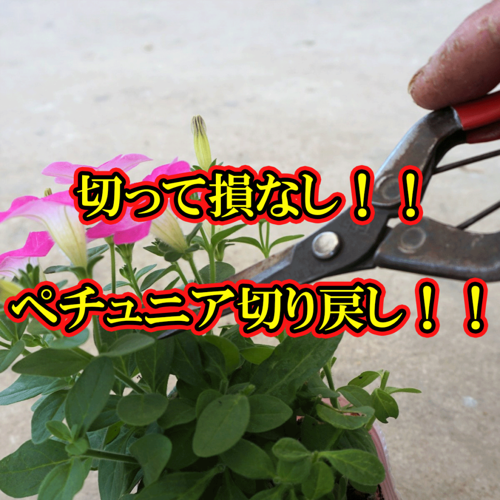 なぜ枯れる？ペチュニアの切り戻しで失敗しない切る位置とプロの夏越し術