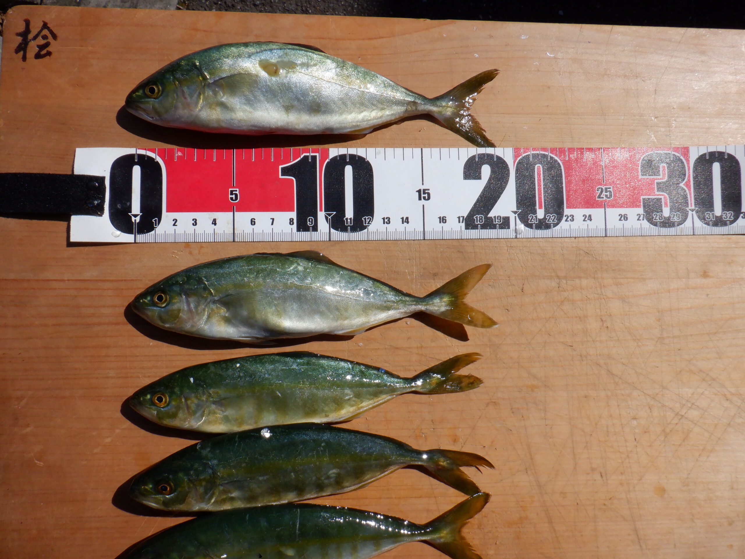 もじゃこの正体とは？ブリの稚魚の生態と養殖を支える海の秘密