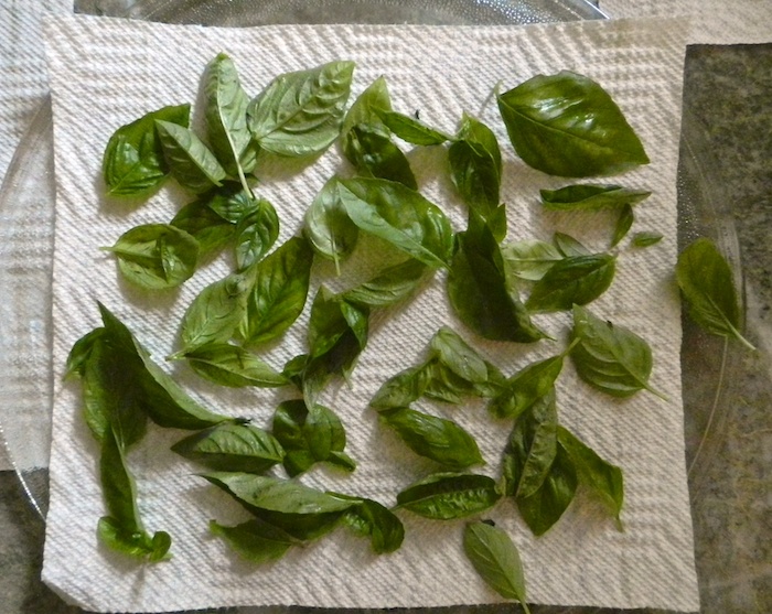 Drying Basil in the Microwave