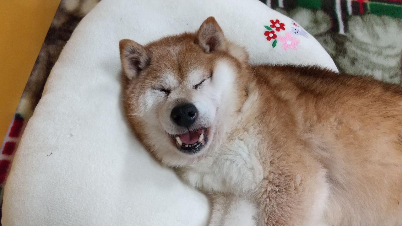 老犬の夜泣きが止まらない本当の理由｜認知症の兆候と今夜できる対処法