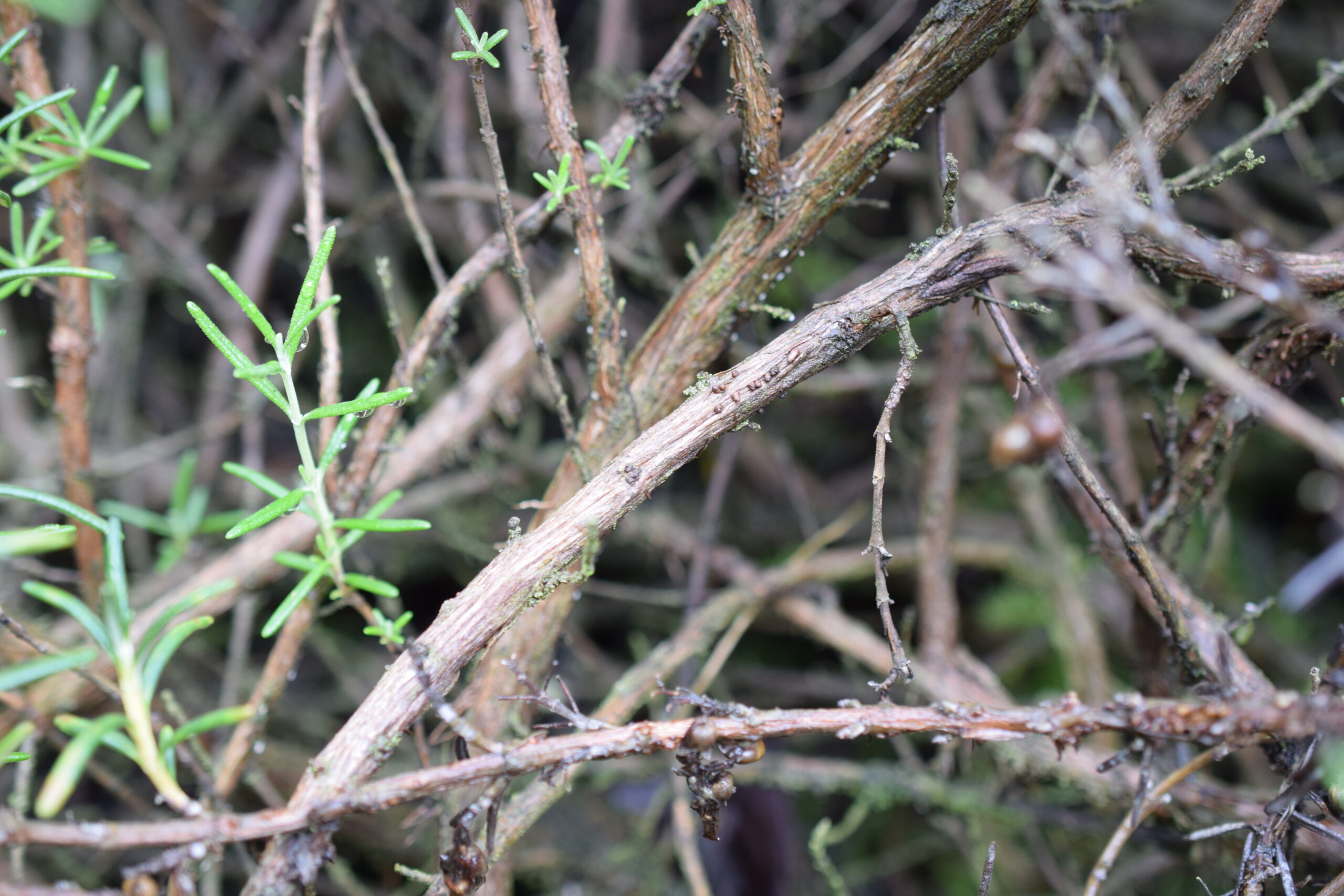 【2026年最新】ローズマリーの株元がゴツゴツの木になって諦めてない？木質化から復活させる「失敗ゼロの強剪定＆再生ロードマップ」
