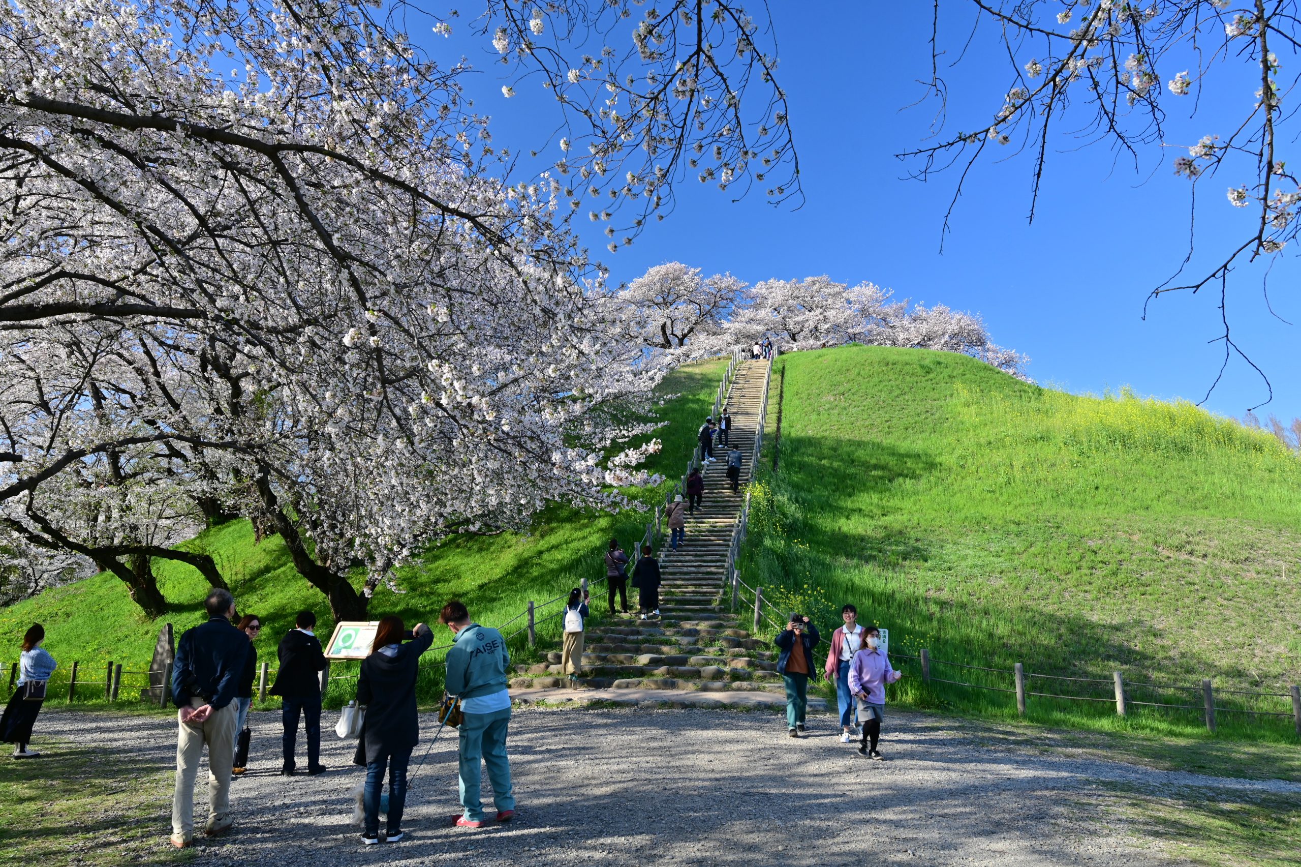 さきたま古墳公園の全貌！国宝鉄剣から桜の絶景・無料駐車場まで徹底解説