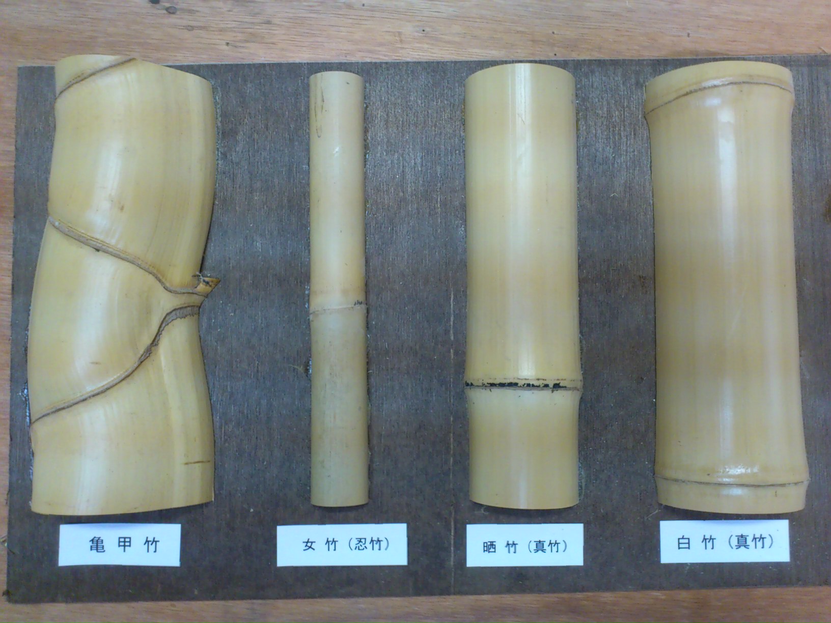 日本の竹の種類と見分け方完全ガイド｜三大有用竹から庭植え・竹害対策まで