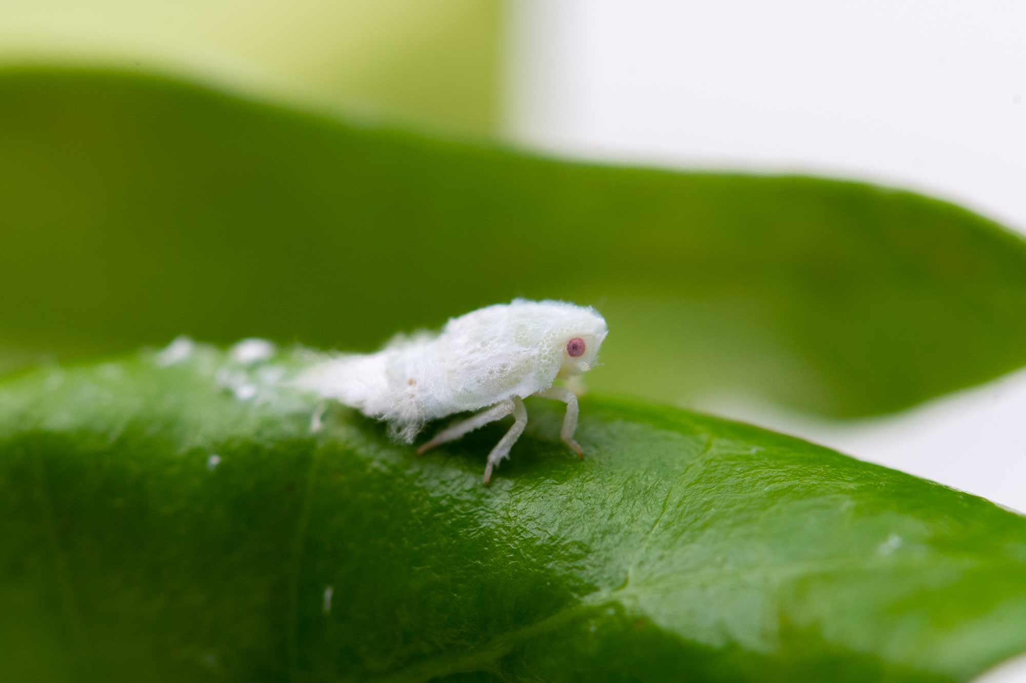 部屋の小さい白い虫の正体は？プロが暴く発生原因と確実な駆除法