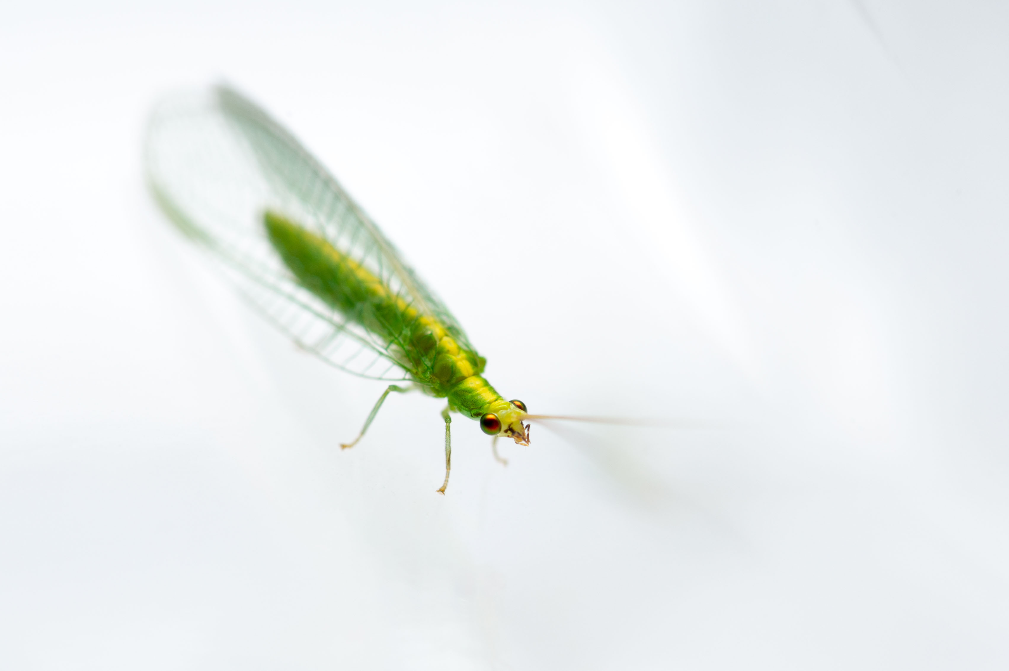 部屋を飛ぶ細長い虫の正体は？刺す危険性・発生源と確実な駆除対策