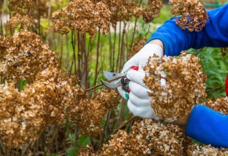 How to Cut Dead Blooms off Hydrangeas