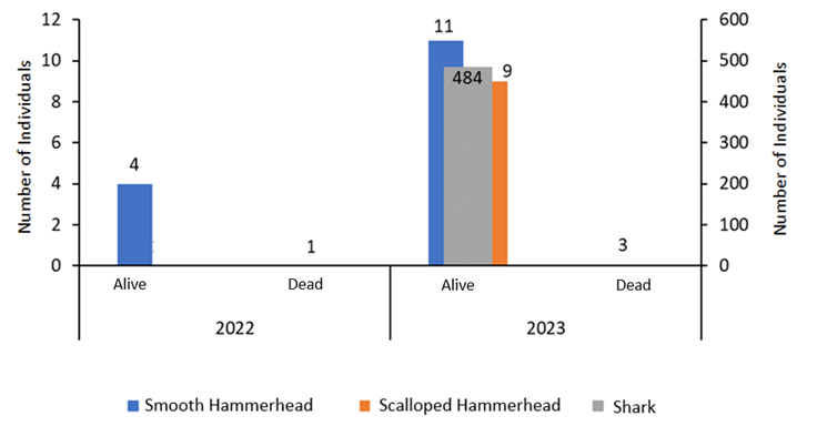 How Many People Have Died from Hammerhead Sharks
