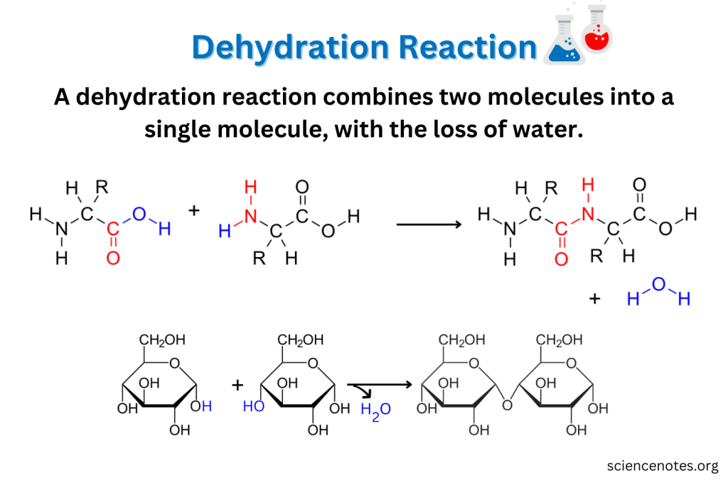 Does Dehydration Synthesis Require Energy