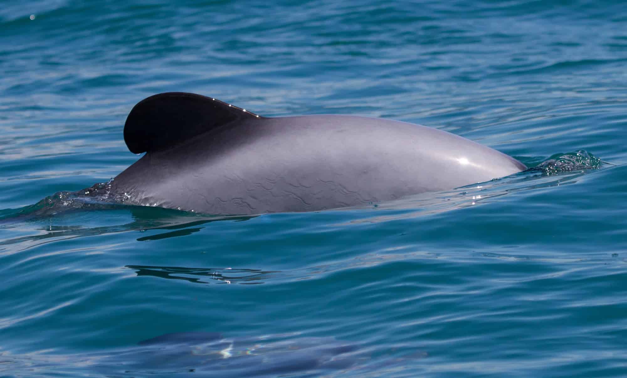Is a Dolphin a Mammal
