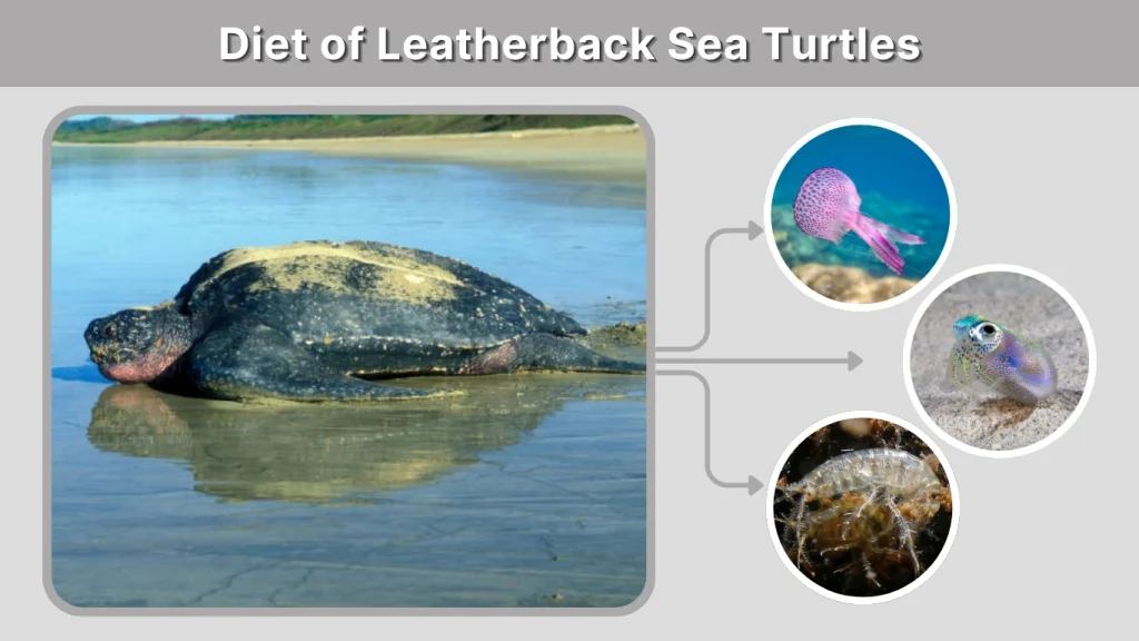 Is a Sea Turtle a Carnivore