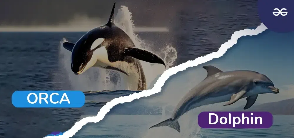 Are Orcas in the Dolphin Family