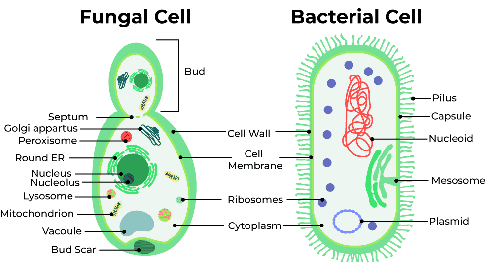 Fungi Bacteria Differences