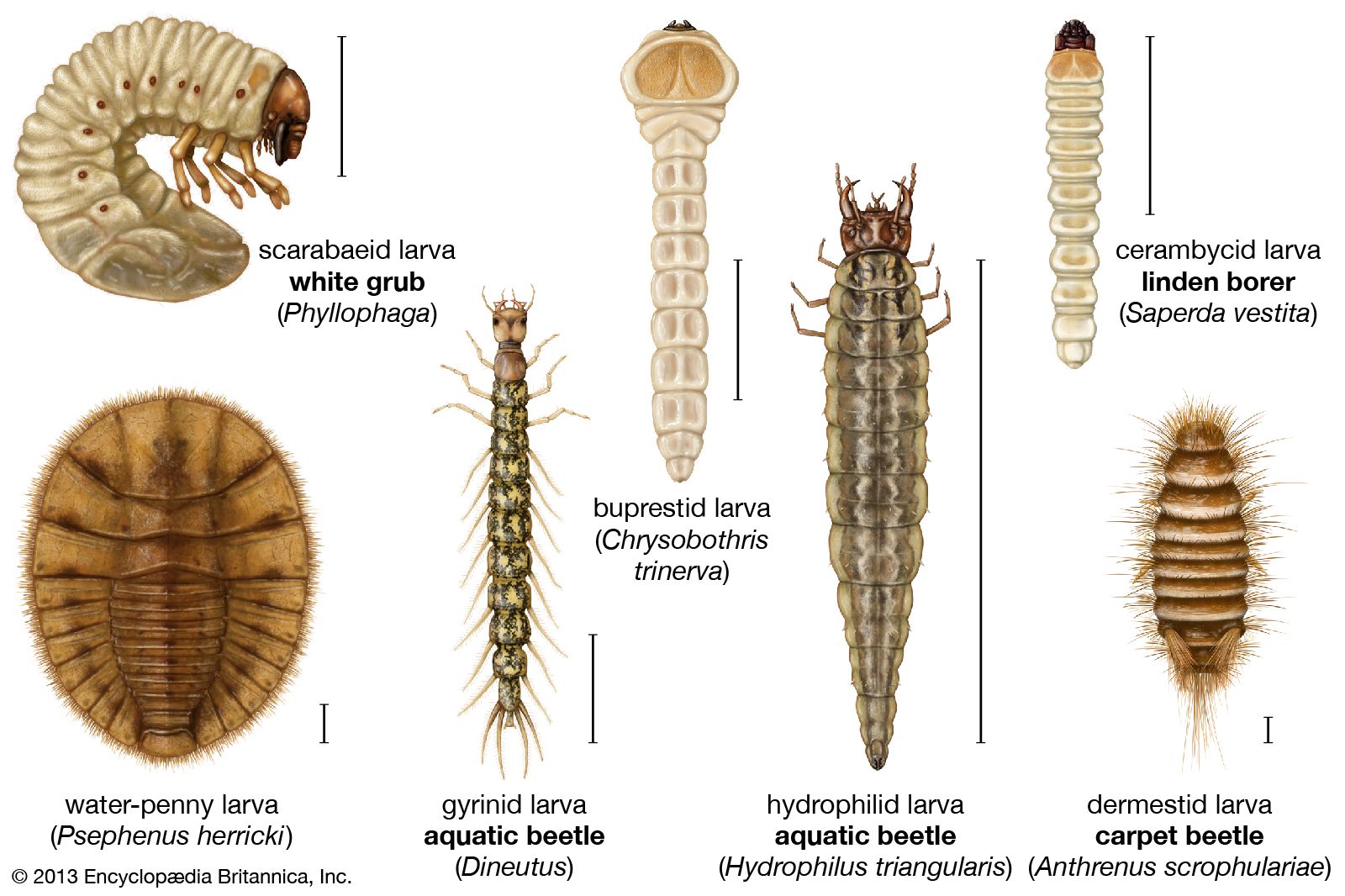 Where Does Larvae Come From