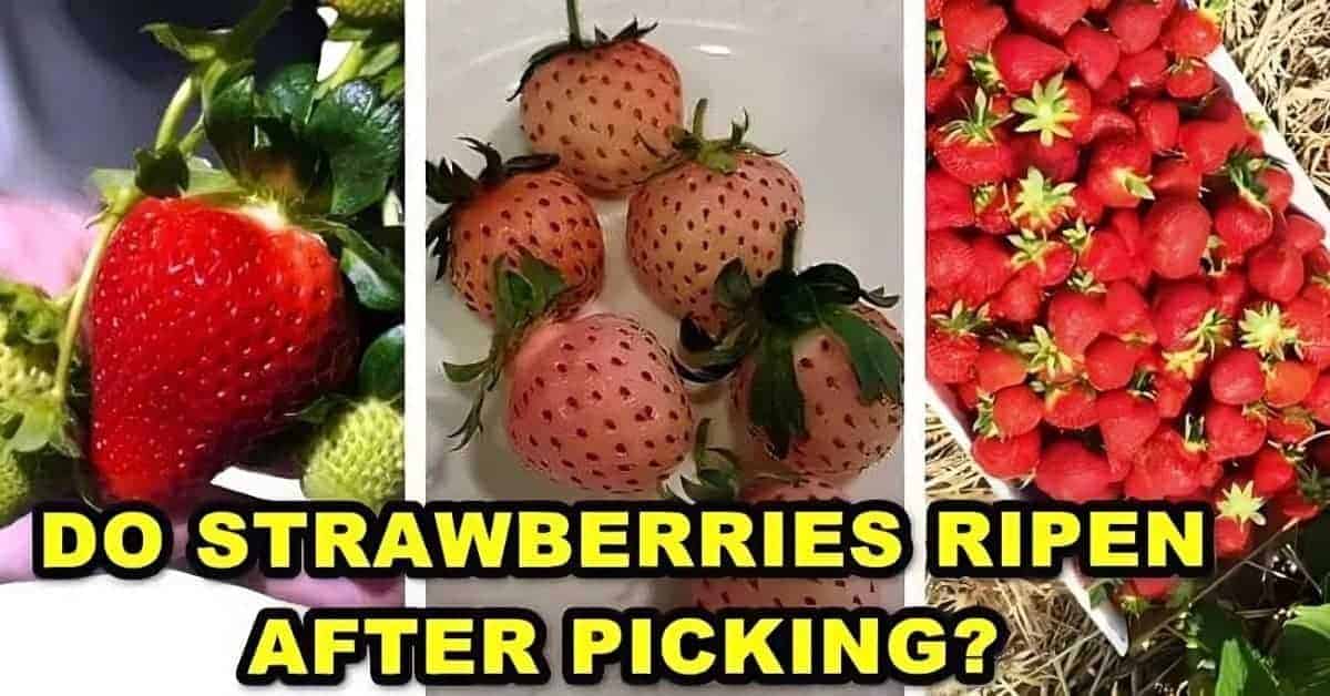 Do Strawberries Ripen After You Pick Them