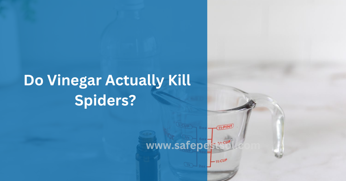 Will Vinegar Kill Spider Eggs