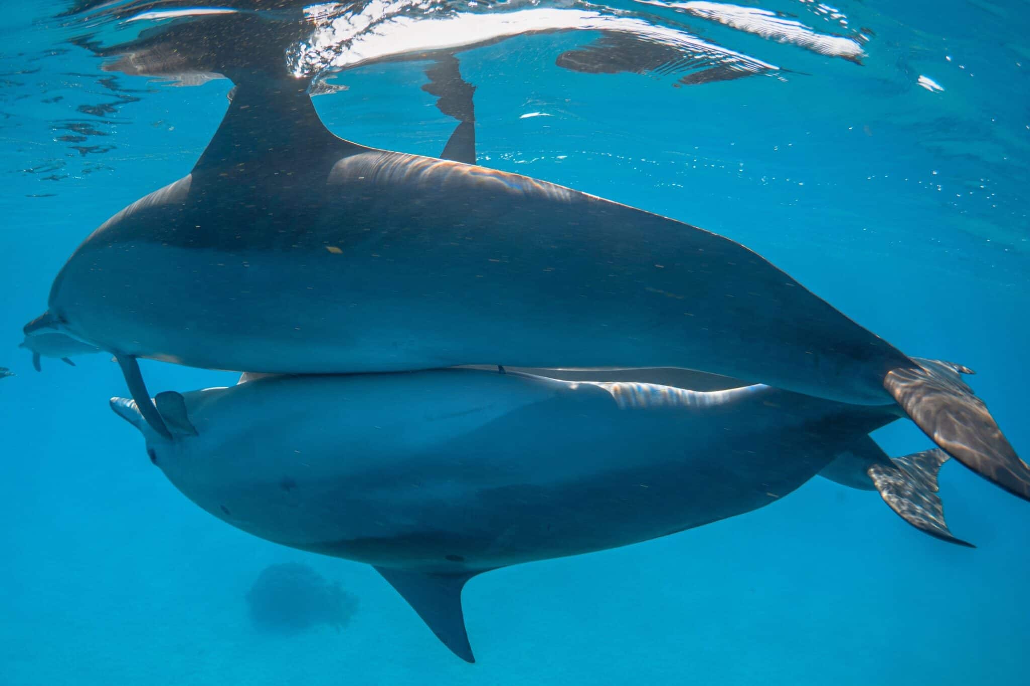 Do Dolphins Have Sex for Pleasure