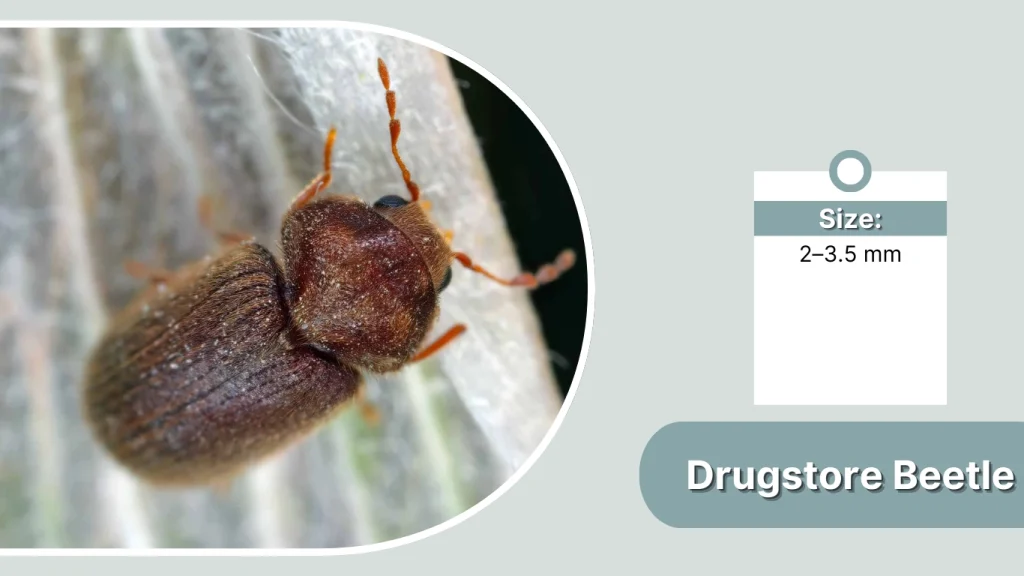 Small Brown Beetle House