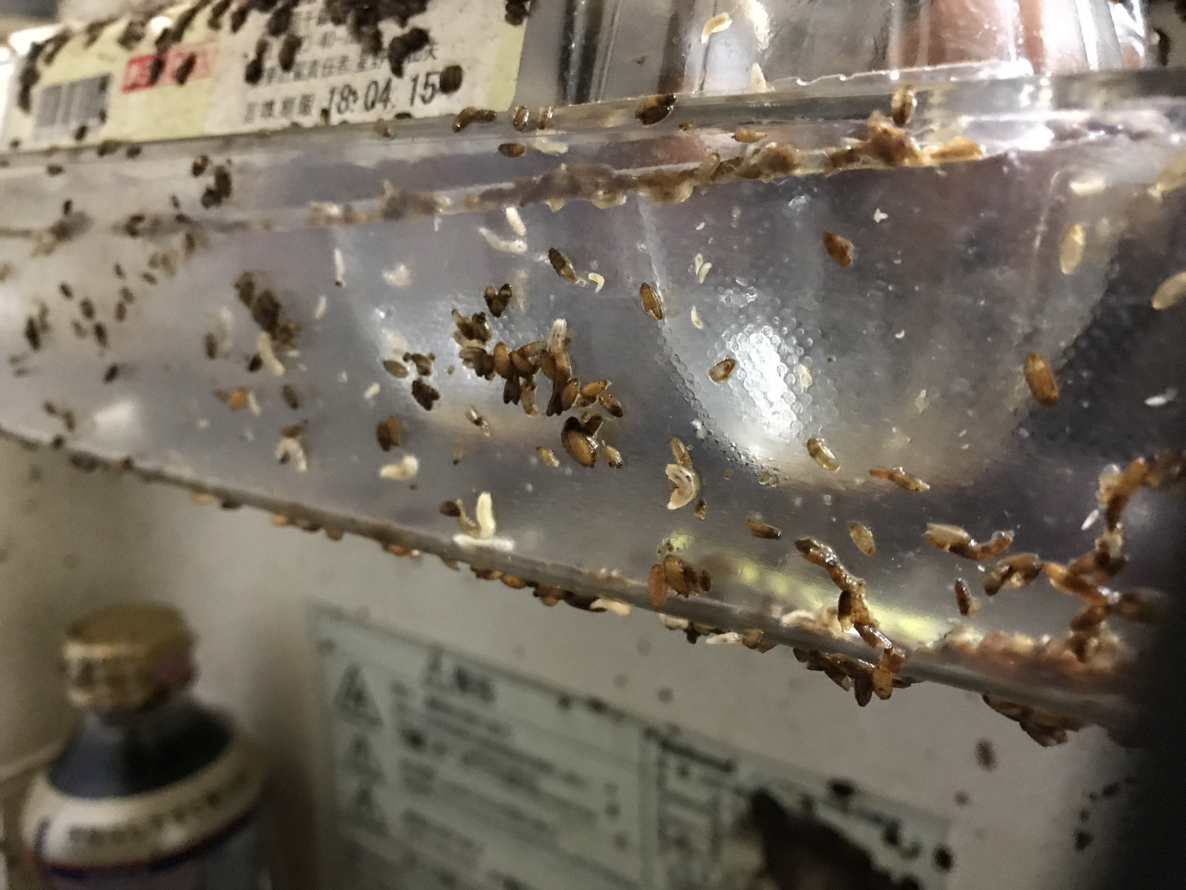 部屋に潜む謎の害虫を特定！プロが教える即効撃退と侵入防止術