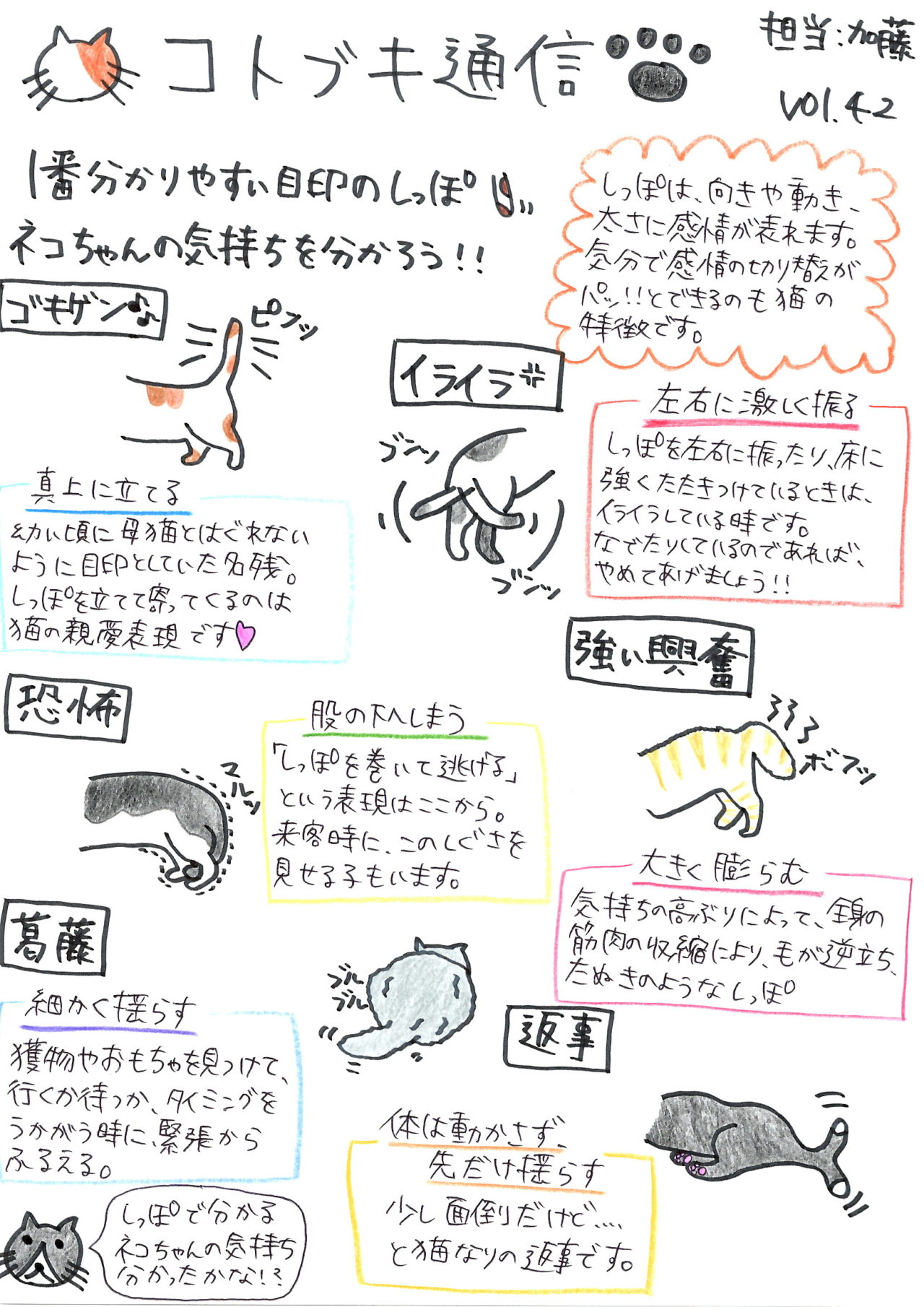 猫が尻尾を左右に振る心理とは？犬との違いと感情の見分け方