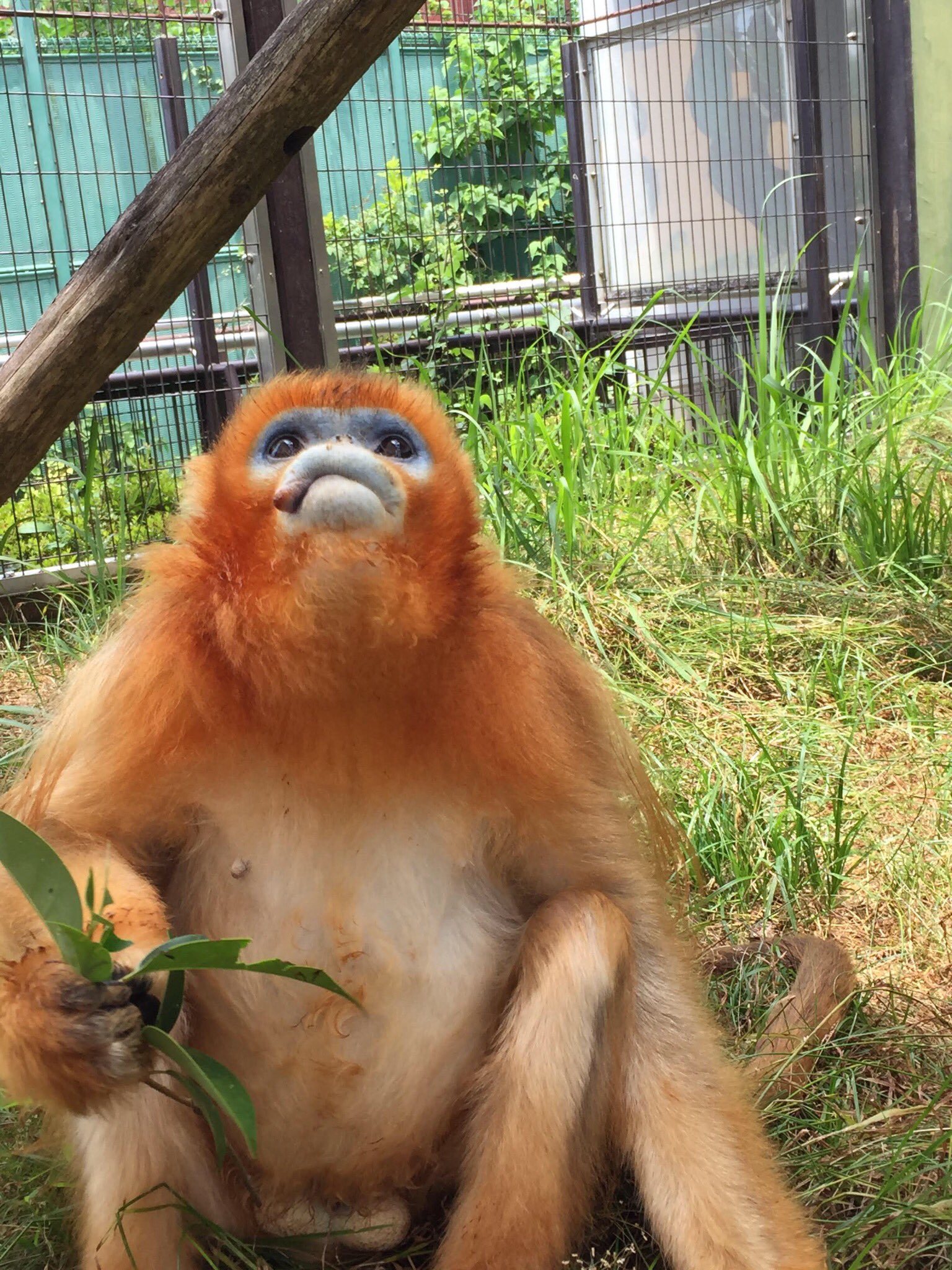 キンシコウは日本の動物園に現在いる？返還理由と孫悟空の真実