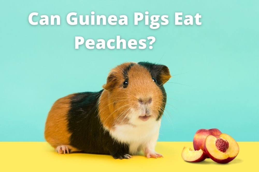 Can Pigs Eat Peach Pits
