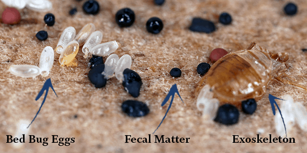 Bed Bugs Exoskeletons Picture
