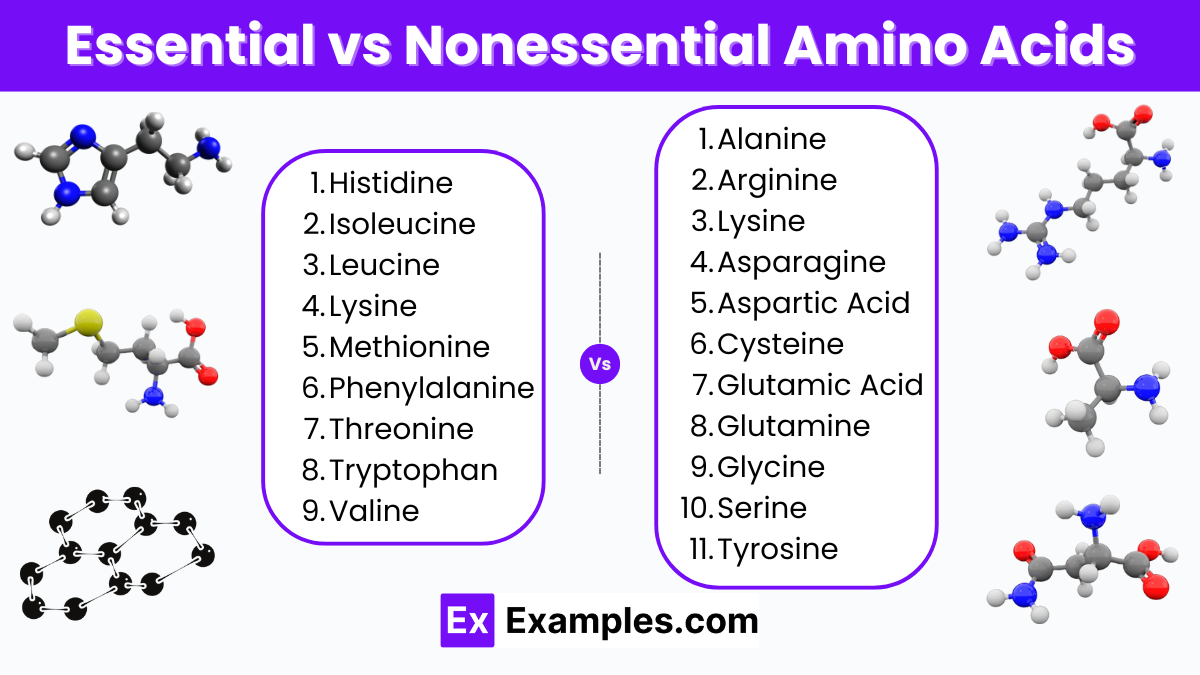 What's the Difference Between Essential and Non-Essential Amino Acids