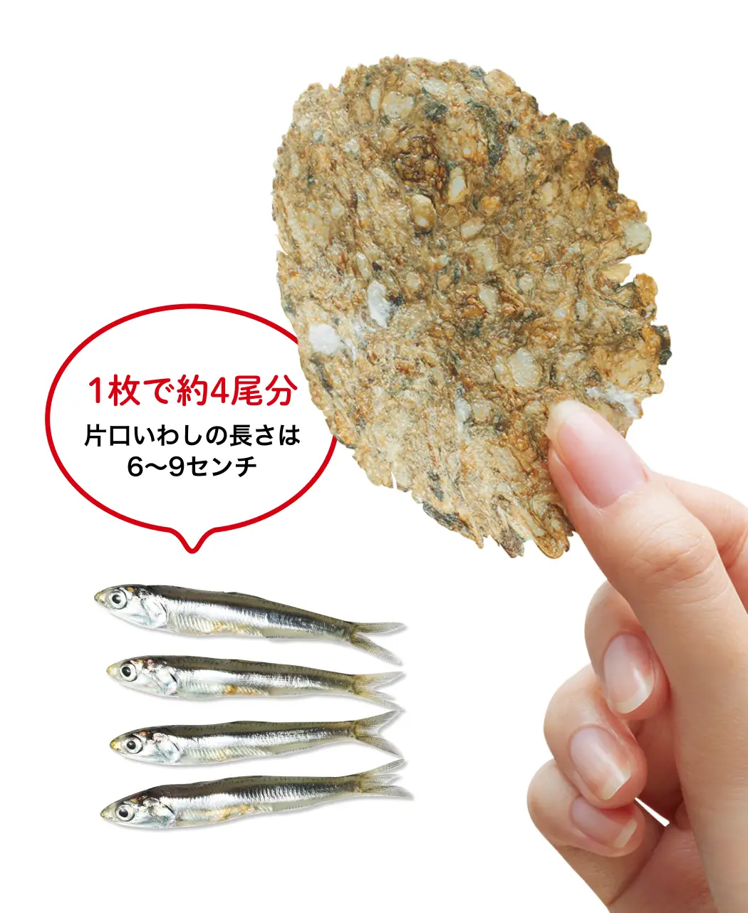 いわしせんべいの効果が衝撃的！食べ過ぎは太る？知られざる真相を徹底解説