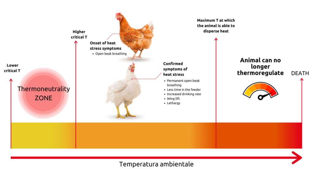 What Temperature Is Dangerous for Chickens