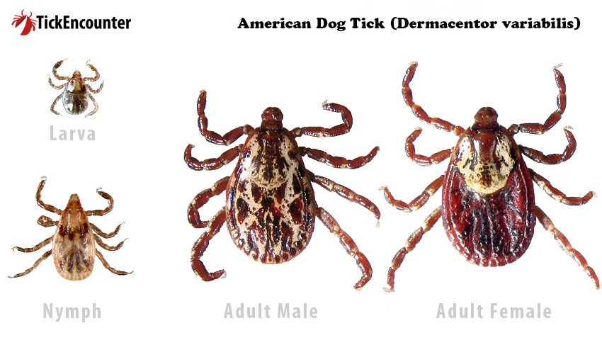 Can a Tick from a Dog Get on Humans