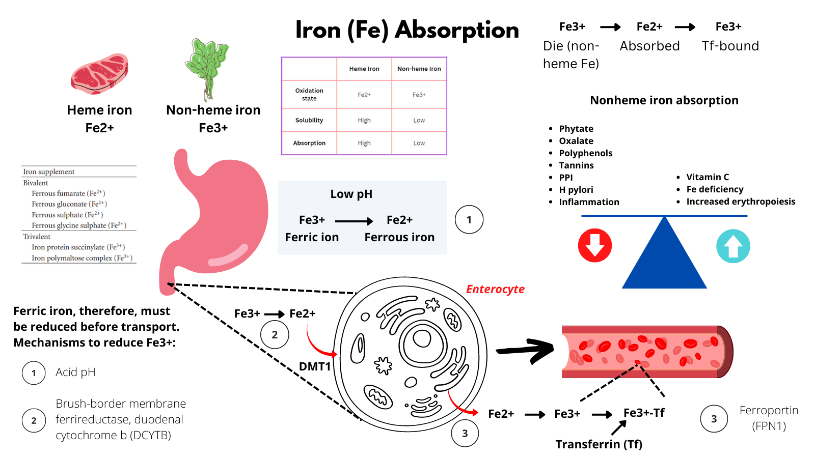 What Helps Body Absorb Iron