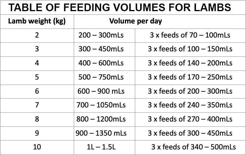 How Many People Will a Leg of Lamb Feed
