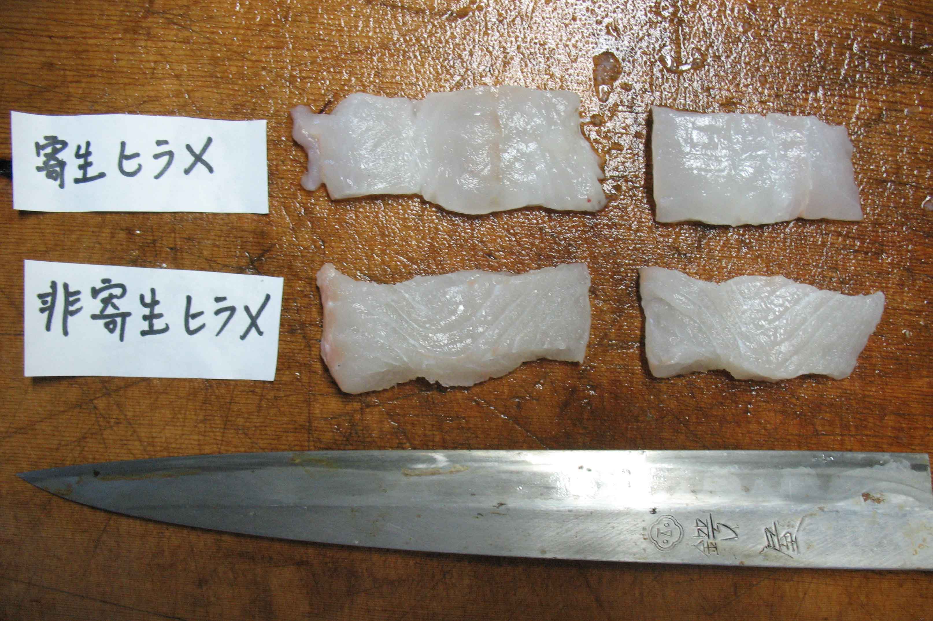 ヒラメの寄生虫クドアの正体！症状や潜伏期間と刺身の安全対策を解説