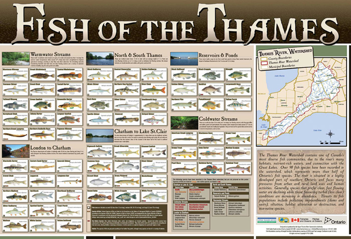 What Fish Are in the Thames