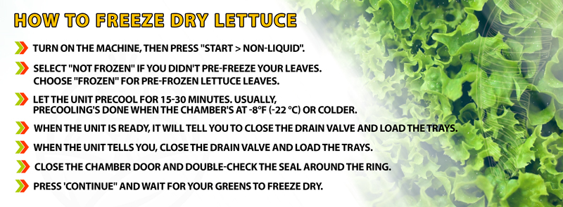 Can You Freeze Dry Lettuce