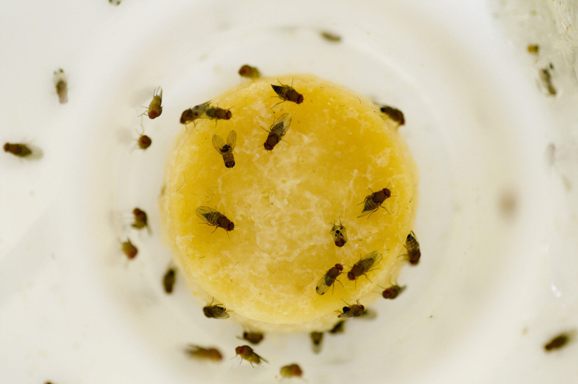 Fruit Flies in House but No Fruit