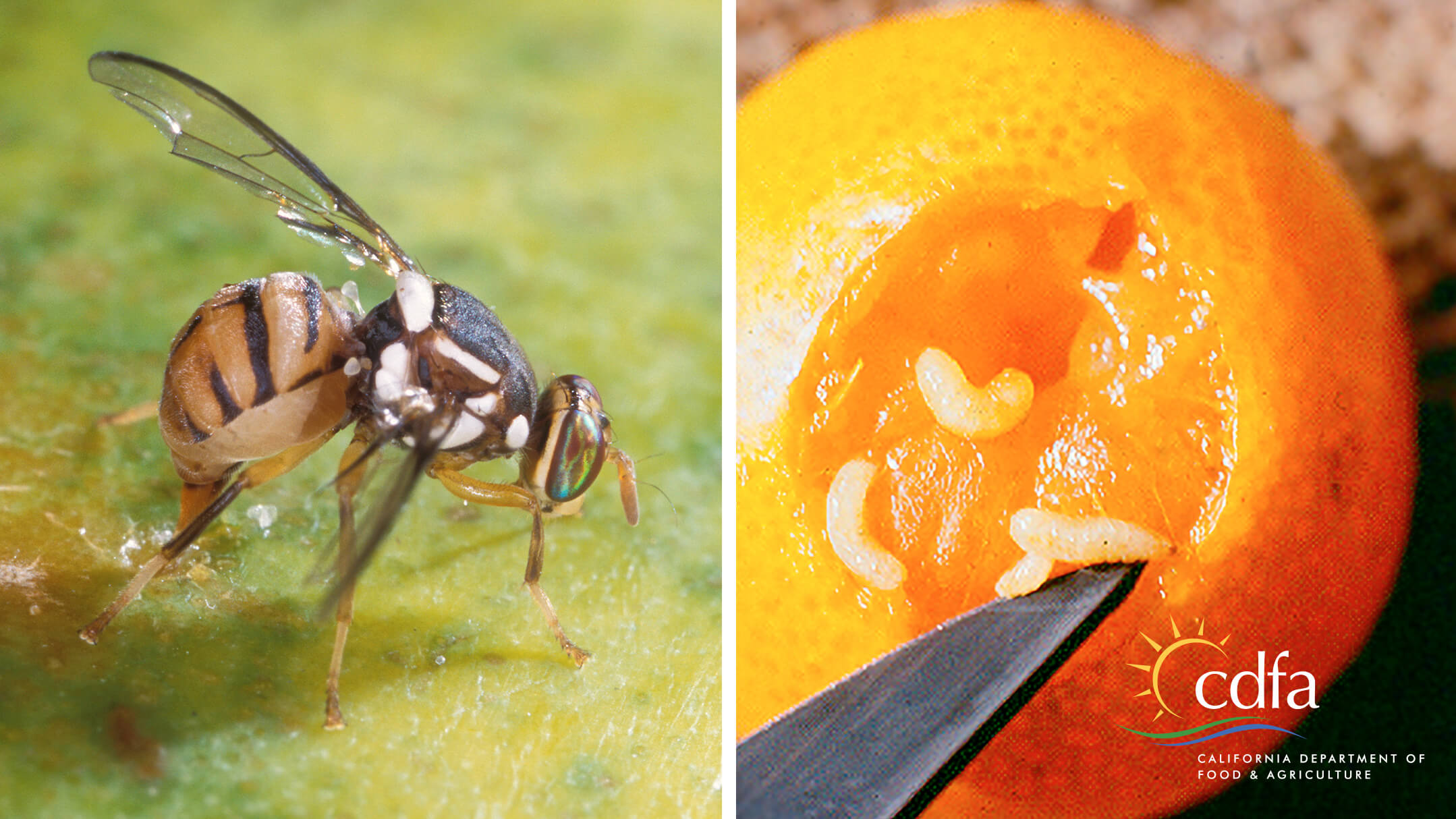 Do Fruit Flies Make Maggots