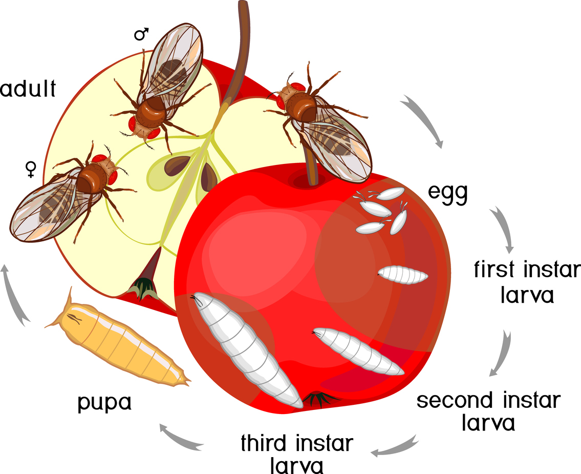 Where Do Fruit Flies Come from at Home