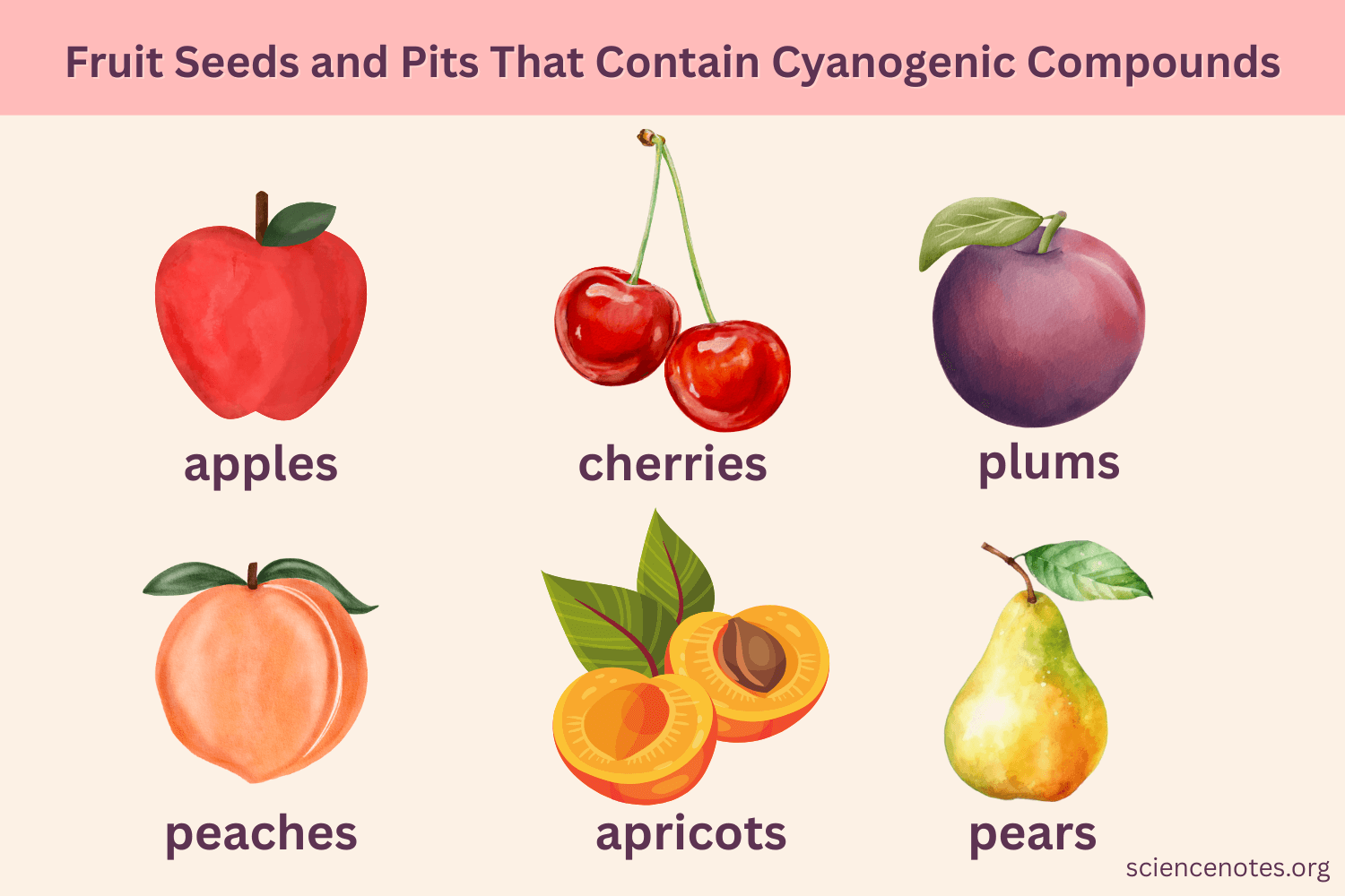 Do Cherry Seeds Have Cyanide