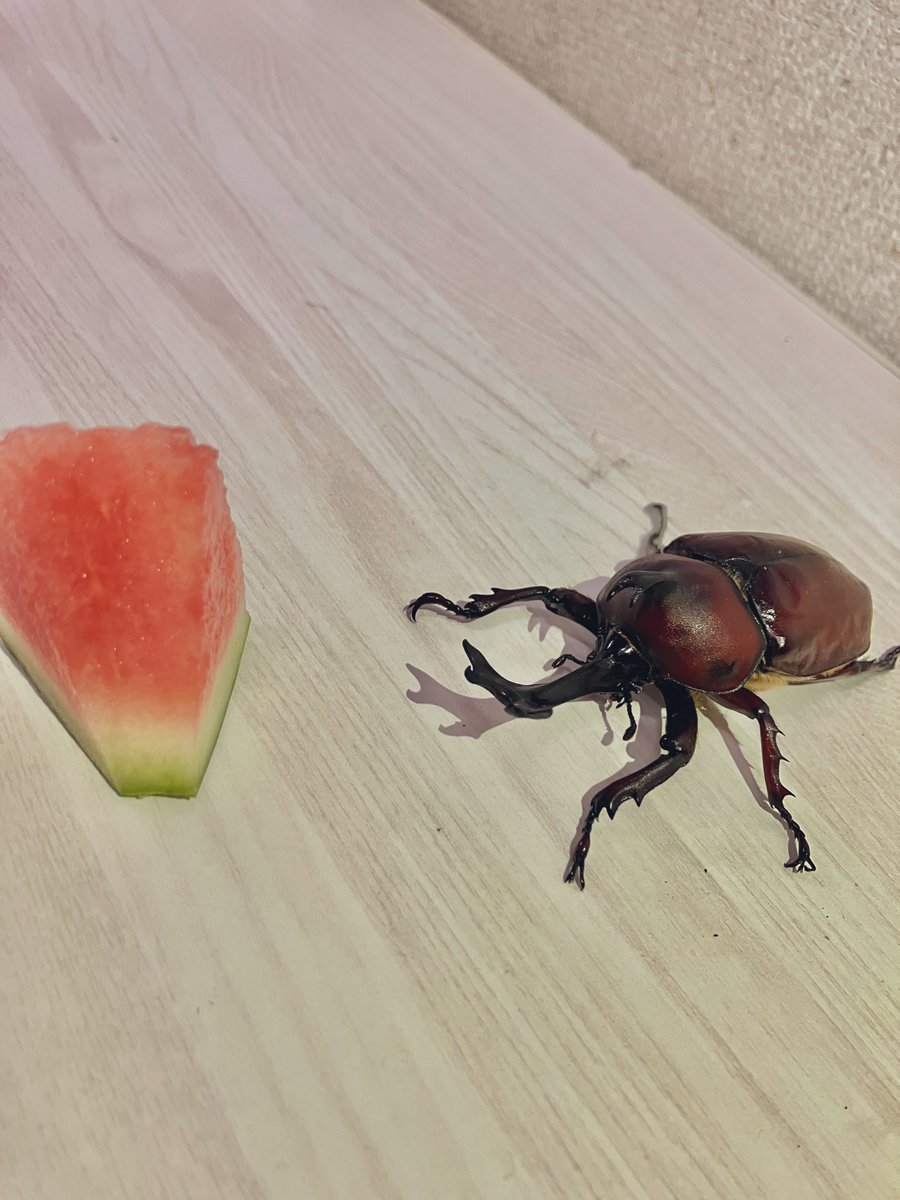 カブトムシにスイカは危険？下痢で早死にする噂の真相と正しい餌選び