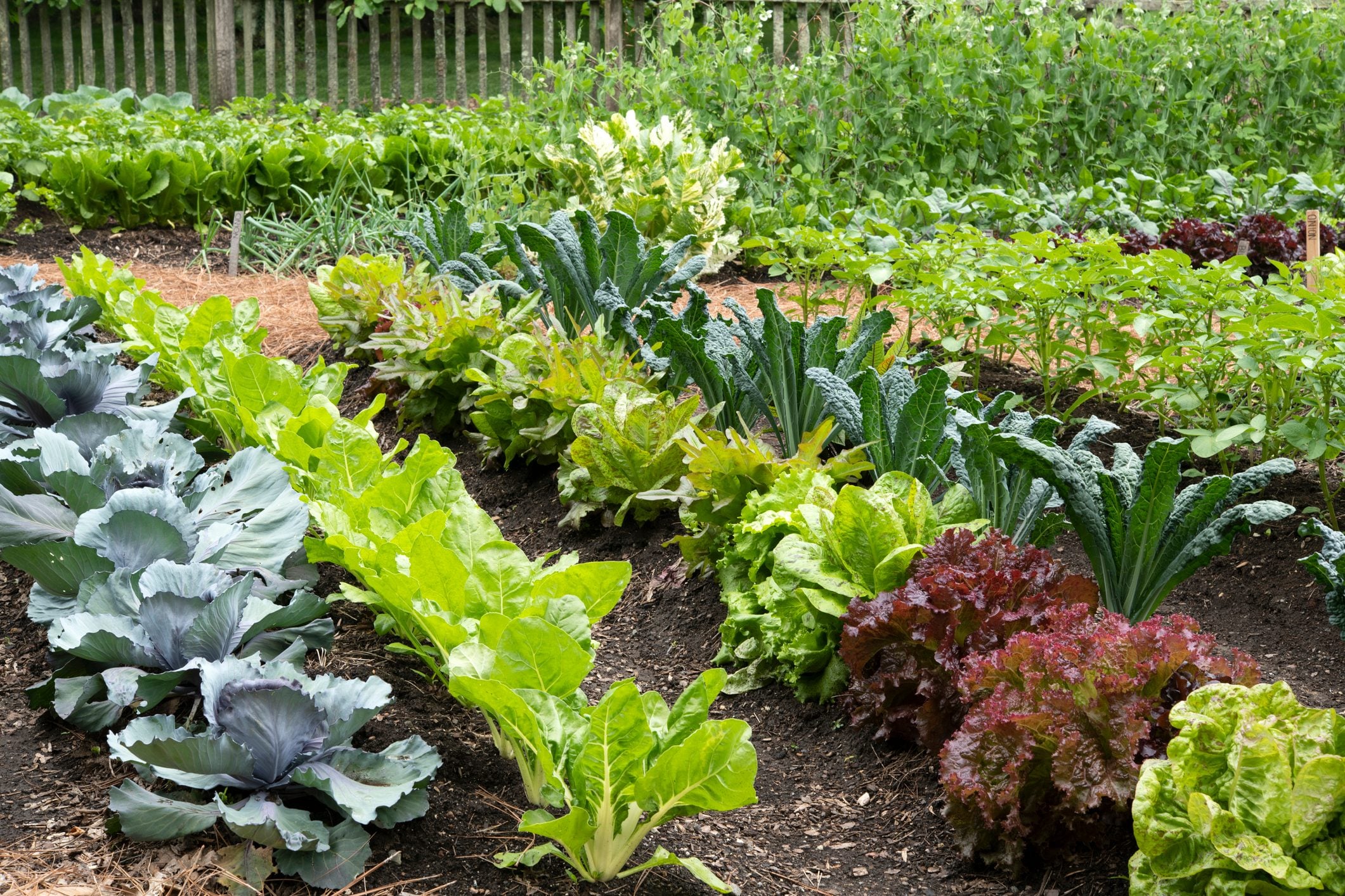 Vegetable Type Plants Grow a Garden