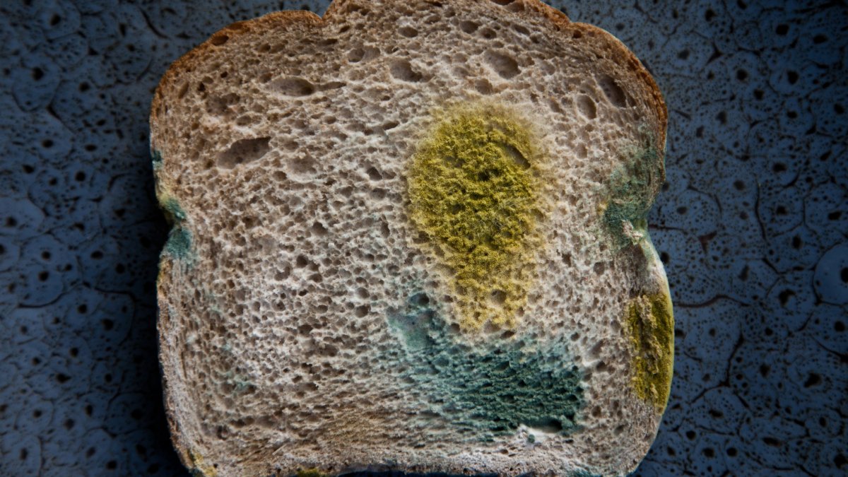 What Happens If You Eat Mouldy Food