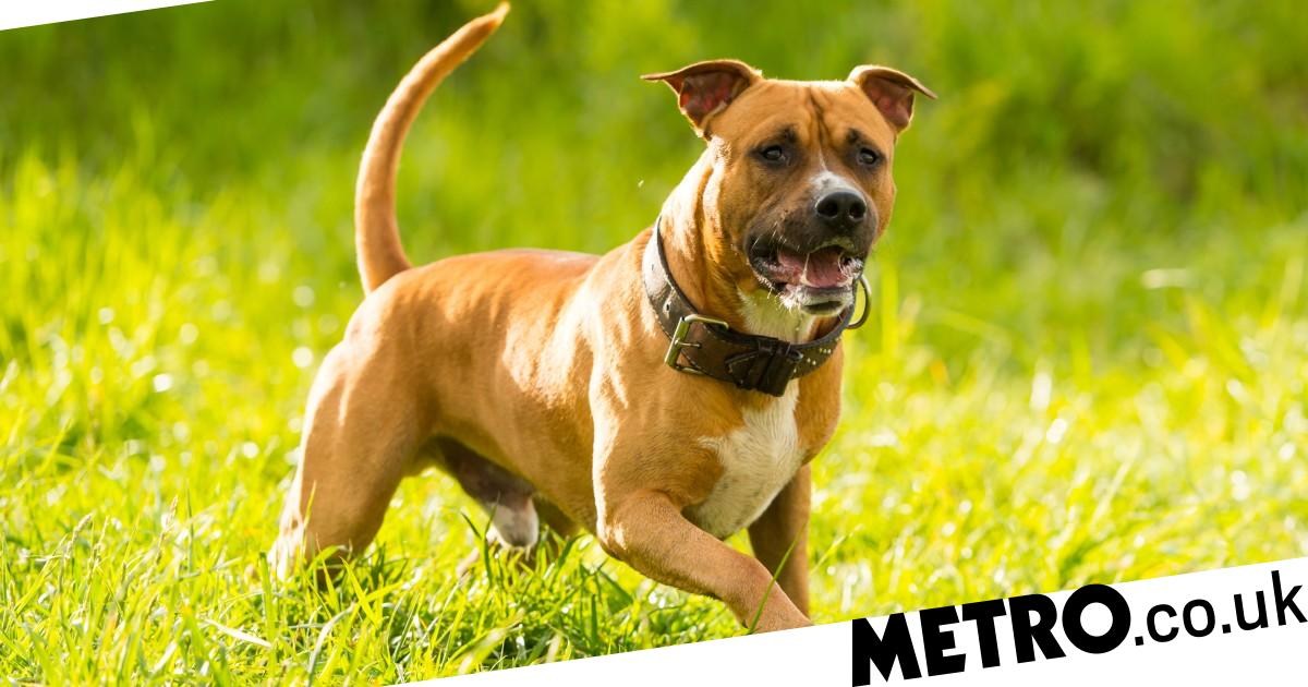 Are Pitbulls Illegal in the Uk