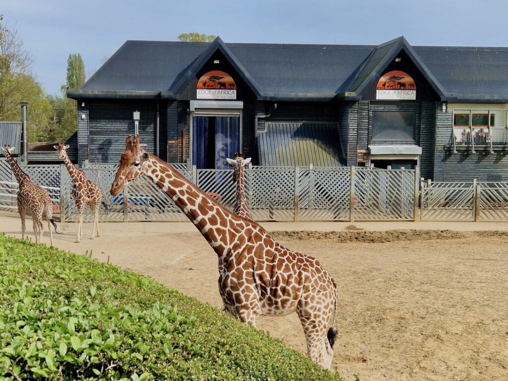 Colchester Zoo Maldon Road Heckfordbridge Colchester