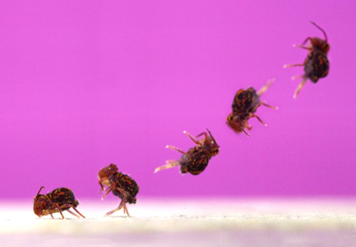 Tiny Insects That Jump