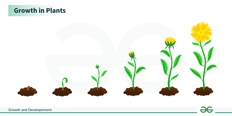 Example of Growth and Development in Biology